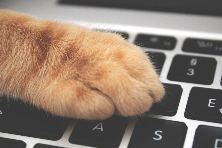 Kaki kucing di keyboard.